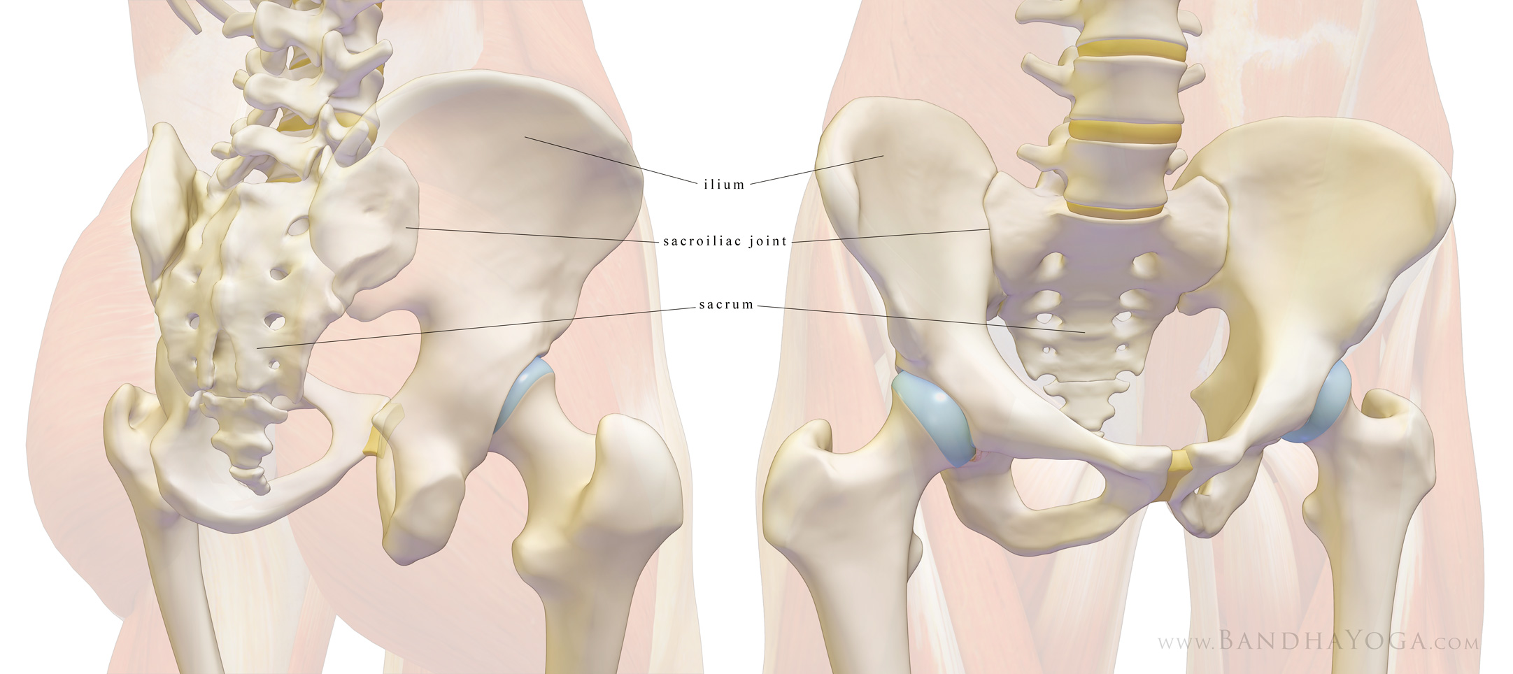 Sacrum-Stability-Sacroiliac-Joint