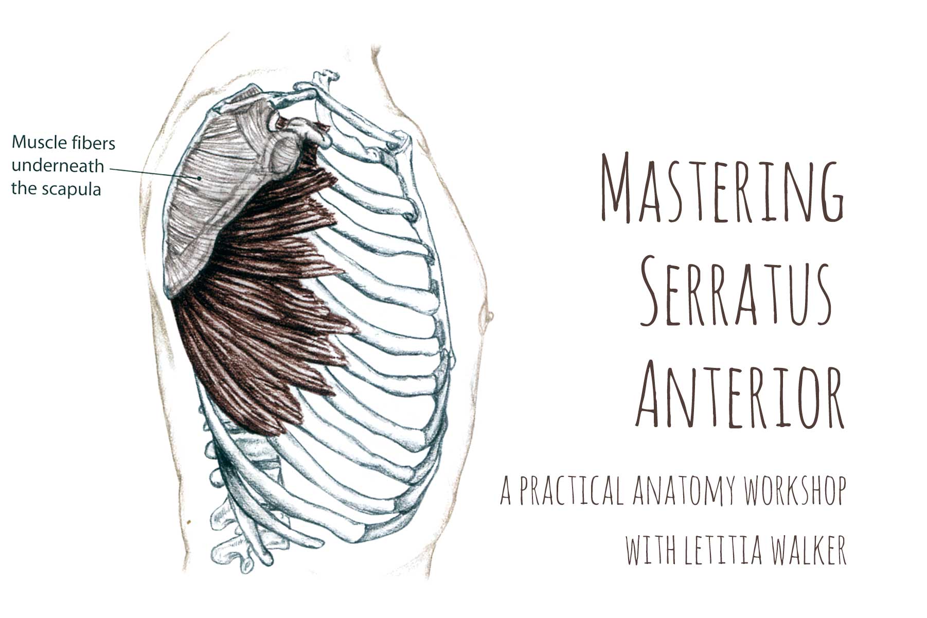 Serratus Anterior Workshop | Live Yoga Now